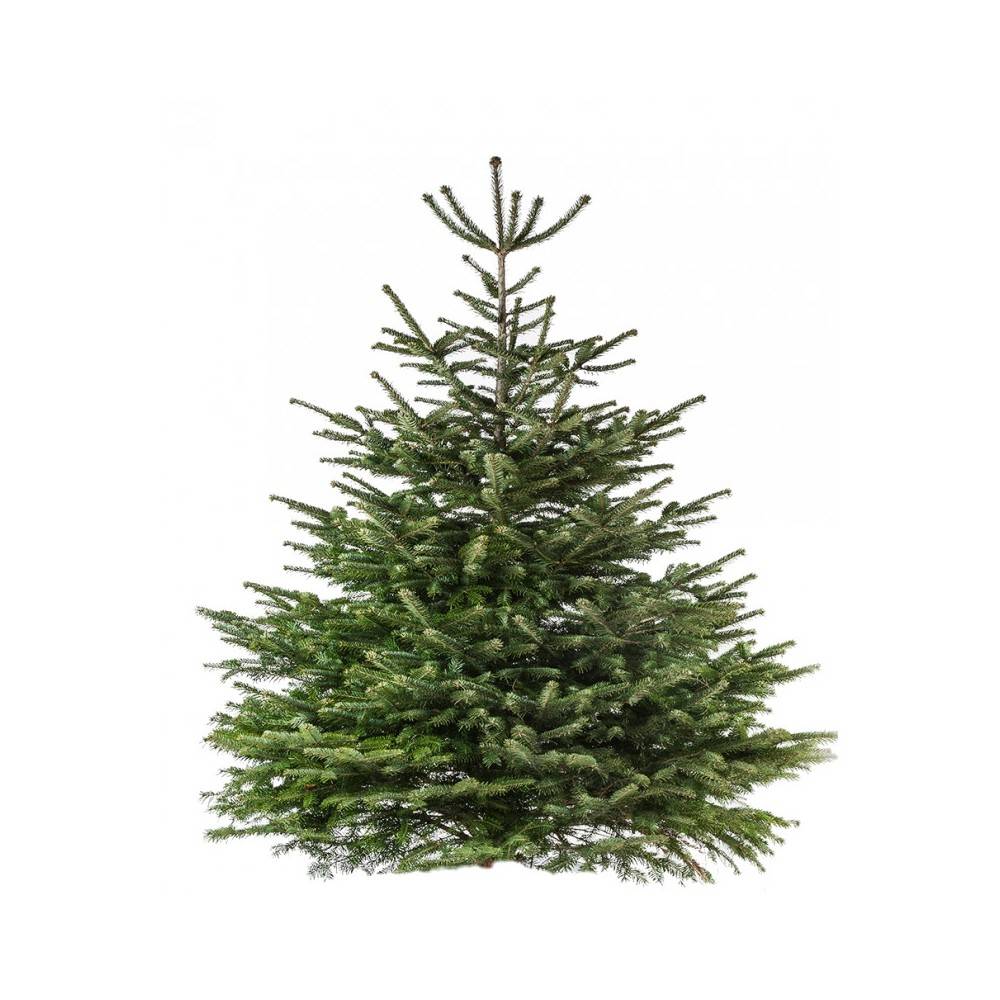 Echte Nordmann kerstboom 120-150 cm